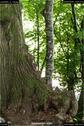 Dateiname=LandArt_2_12.jpg
Dateigröße=159KB
Abmessungen: 601x900
hinzugefügt am: 15. Juni 2018 LandArt_2_12.jpg