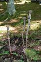Dateiname=LandArt_2_28.jpg
Dateigröße=152KB
Abmessungen: 601x900
hinzugefügt am: 15. Juni 2018 LandArt_2_28.jpg