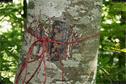 Dateiname=LandArt_2_36.jpg
Dateigröße=378KB
Abmessungen: 1348x900
hinzugefügt am: 15. Juni 2018 LandArt_2_36.jpg