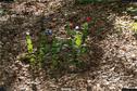 Dateiname=LandArt_2_58.jpg
Dateigröße=455KB
Abmessungen: 1348x900
hinzugefügt am: 15. Juni 2018 LandArt_2_58.jpg