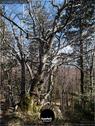Dateiname=Burgmaetteli_jura_064.jpg
Dateigröße=323KB
Abmessungen: 676x900
hinzugefügt am: 01. November 2019 Burgmaetteli_jura_064.jpg