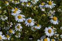 Dateiname=Gardening2019_007.jpg
Dateigröße=254KB
Abmessungen: 1349x900
hinzugefügt am: 30. November 2019 Gardening2019_007.jpg