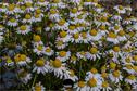 Dateiname=Gardening2019_009.jpg
Dateigröße=351KB
Abmessungen: 1349x900
hinzugefügt am: 30. November 2019 Gardening2019_009.jpg