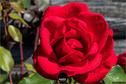 Dateiname=Gardening2019_010.jpg
Dateigröße=174KB
Abmessungen: 1349x900
hinzugefügt am: 30. November 2019 Gardening2019_010.jpg
