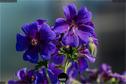 Dateiname=Gardening2019_016.jpg
Dateigröße=212KB
Abmessungen: 1349x900
hinzugefügt am: 30. November 2019 Gardening2019_016.jpg