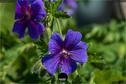 Dateiname=Gardening2019_017.jpg
Dateigröße=201KB
Abmessungen: 1349x900
hinzugefügt am: 30. November 2019 Gardening2019_017.jpg
