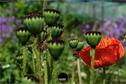 Dateiname=Gardening2019_026.jpg
Dateigröße=187KB
Abmessungen: 1349x900
hinzugefügt am: 30. November 2019 Gardening2019_026.jpg