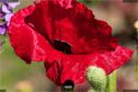 Dateiname=Gardening2019_032.jpg
Dateigröße=201KB
Abmessungen: 1349x900
hinzugefügt am: 30. November 2019 Gardening2019_032.jpg
