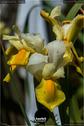 Dateiname=Gardening2019_036.jpg
Dateigröße=89KB
Abmessungen: 601x900
hinzugefügt am: 30. November 2019 Gardening2019_036.jpg