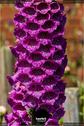 Dateiname=Gardening2019_037.jpg
Dateigröße=145KB
Abmessungen: 601x900
hinzugefügt am: 30. November 2019 Gardening2019_037.jpg