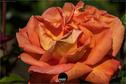 Dateiname=Gardening2019_039.jpg
Dateigröße=174KB
Abmessungen: 1349x900
hinzugefügt am: 30. November 2019 Gardening2019_039.jpg