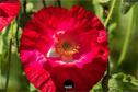 Dateiname=Gardening2019_042.jpg
Dateigröße=200KB
Abmessungen: 1349x900
hinzugefügt am: 30. November 2019 Gardening2019_042.jpg