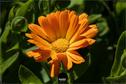 Dateiname=Gardening2019_044.jpg
Dateigröße=165KB
Abmessungen: 1349x900
hinzugefügt am: 30. November 2019 Gardening2019_044.jpg