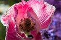 Dateiname=Gardening2019_045.jpg
Dateigröße=250KB
Abmessungen: 1349x900
hinzugefügt am: 30. November 2019 Gardening2019_045.jpg