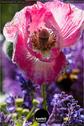Dateiname=Gardening2019_046.jpg
Dateigröße=126KB
Abmessungen: 601x900
hinzugefügt am: 30. November 2019 Gardening2019_046.jpg