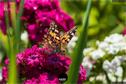 Dateiname=Gardening2019_048.jpg
Dateigröße=211KB
Abmessungen: 1349x900
hinzugefügt am: 30. November 2019 Gardening2019_048.jpg