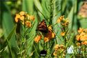 Dateiname=Gardening2019_052.jpg
Dateigröße=225KB
Abmessungen: 1349x900
hinzugefügt am: 30. November 2019 Gardening2019_052.jpg