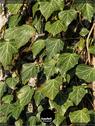 Dateiname=NatureSeasons_2019_005.jpg
Dateigröße=242KB
Abmessungen: 676x900
hinzugefügt am: 14. Januar 2020 NatureSeasons_2019_005.jpg