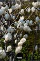 Dateiname=NatureSeasons_2019_009.jpg
Dateigröße=150KB
Abmessungen: 601x900
hinzugefügt am: 14. Januar 2020 NatureSeasons_2019_009.jpg