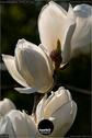 Dateiname=NatureSeasons_2019_011.jpg
Dateigröße=72KB
Abmessungen: 601x900
hinzugefügt am: 14. Januar 2020 NatureSeasons_2019_011.jpg