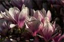 Dateiname=NatureSeasons_2019_025.jpg
Dateigröße=146KB
Abmessungen: 1349x900
hinzugefügt am: 14. Januar 2020 NatureSeasons_2019_025.jpg