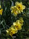 Dateiname=NatureSeasons_2019_031.jpg
Dateigröße=148KB
Abmessungen: 676x900
hinzugefügt am: 14. Januar 2020 NatureSeasons_2019_031.jpg