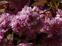 Dateiname=NatureSeasons_2019_038.jpg
Dateigröße=202KB
Abmessungen: 1199x900
hinzugefügt am: 14. Januar 2020 NatureSeasons_2019_038.jpg