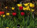 Dateiname=NatureSeasons_2019_045.jpg
Dateigröße=254KB
Abmessungen: 1199x900
hinzugefügt am: 14. Januar 2020 NatureSeasons_2019_045.jpg