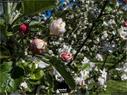 Dateiname=NatureSeasons_2019_048.jpg
Dateigröße=218KB
Abmessungen: 1199x900
hinzugefügt am: 14. Januar 2020 NatureSeasons_2019_048.jpg