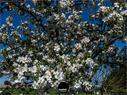 Dateiname=NatureSeasons_2019_054.jpg
Dateigröße=431KB
Abmessungen: 1199x900
hinzugefügt am: 14. Januar 2020 NatureSeasons_2019_054.jpg