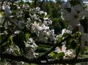 Dateiname=NatureSeasons_2019_055.jpg
Dateigröße=201KB
Abmessungen: 1199x900
hinzugefügt am: 14. Januar 2020 NatureSeasons_2019_055.jpg