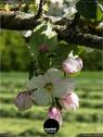 Dateiname=NatureSeasons_2019_056.jpg
Dateigröße=105KB
Abmessungen: 676x900
hinzugefügt am: 14. Januar 2020 NatureSeasons_2019_056.jpg
