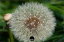 Dateiname=NatureSeasons_2019_076.jpg
Dateigröße=217KB
Abmessungen: 1354x900
hinzugefügt am: 14. Januar 2020 NatureSeasons_2019_076.jpg