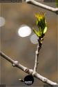 Dateiname=NatureSeasons_2019_081.jpg
Dateigröße=59KB
Abmessungen: 598x900
hinzugefügt am: 14. Januar 2020 NatureSeasons_2019_081.jpg