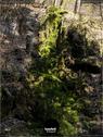 Dateiname=Teufelsschlucht_2020_054.jpg
Dateigröße=260KB
Abmessungen: 676x900
hinzugefügt am: 20. November 2020 Teufelsschlucht_2020_054.jpg