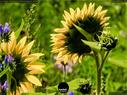 Dateiname=Waldbronn_Kurpark_RutenRadiaesthesie_64.jpg
Dateigröße=200KB
Abmessungen: 1199x900
hinzugefügt am: 26. Oktober 2020 Waldbronn_Kurpark_RutenRadiaesthesie_64.jpg