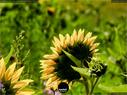 Dateiname=Waldbronn_Kurpark_RutenRadiaesthesie_65.jpg
Dateigröße=167KB
Abmessungen: 1199x900
hinzugefügt am: 26. Oktober 2020 Waldbronn_Kurpark_RutenRadiaesthesie_65.jpg