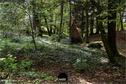 Dateiname=KaltbrunnentalKarstlehrpfad_035.jpg
Dateigröße=565KB
Abmessungen: 1349x900
hinzugefügt am: 14. November 2020 KaltbrunnentalKarstlehrpfad_035.jpg