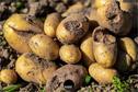 Dateiname=Gardening_2020_009.jpg
Dateigröße=266KB
Abmessungen: 1349x900
hinzugefügt am: 19. Dezember 2020 Gardening_2020_009.jpg
