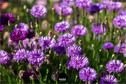 Dateiname=Gardening_2020_012.jpg
Dateigröße=220KB
Abmessungen: 1349x900
hinzugefügt am: 19. Dezember 2020 Gardening_2020_012.jpg