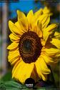 Dateiname=Gardening_2020_013.jpg
Dateigröße=109KB
Abmessungen: 601x900
hinzugefügt am: 19. Dezember 2020 Gardening_2020_013.jpg