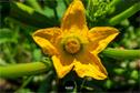 Dateiname=Gardening_2020_014.jpg
Dateigröße=128KB
Abmessungen: 1349x900
hinzugefügt am: 19. Dezember 2020 Gardening_2020_014.jpg