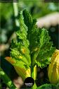 Dateiname=Gardening_2020_015.jpg
Dateigröße=115KB
Abmessungen: 601x900
hinzugefügt am: 19. Dezember 2020 Gardening_2020_015.jpg