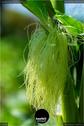 Dateiname=Gardening_2020_016.jpg
Dateigröße=90KB
Abmessungen: 601x900
hinzugefügt am: 19. Dezember 2020 Gardening_2020_016.jpg