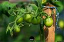 Dateiname=Gardening_2020_018.jpg
Dateigröße=128KB
Abmessungen: 1349x900
hinzugefügt am: 19. Dezember 2020 Gardening_2020_018.jpg