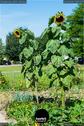 Dateiname=Gardening_2020_020.jpg
Dateigröße=205KB
Abmessungen: 601x900
hinzugefügt am: 19. Dezember 2020 Gardening_2020_020.jpg