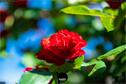 Dateiname=Gardening_2020_023.jpg
Dateigröße=119KB
Abmessungen: 1349x900
hinzugefügt am: 19. Dezember 2020 Gardening_2020_023.jpg