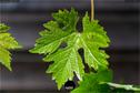 Dateiname=Gardening_2020_024.jpg
Dateigröße=179KB
Abmessungen: 1349x900
hinzugefügt am: 19. Dezember 2020 Gardening_2020_024.jpg