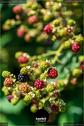 Dateiname=Gardening_2020_028.jpg
Dateigröße=92KB
Abmessungen: 601x900
hinzugefügt am: 19. Dezember 2020 Gardening_2020_028.jpg