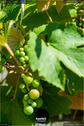 Dateiname=Gardening_2020_034.jpg
Dateigröße=94KB
Abmessungen: 601x900
hinzugefügt am: 19. Dezember 2020 Gardening_2020_034.jpg